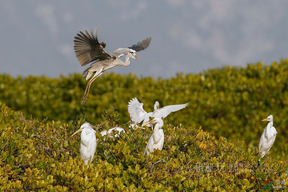 廈門(mén)五緣灣帆船港游艇租賃 廈門(mén)五緣灣帆船港游艇租賃